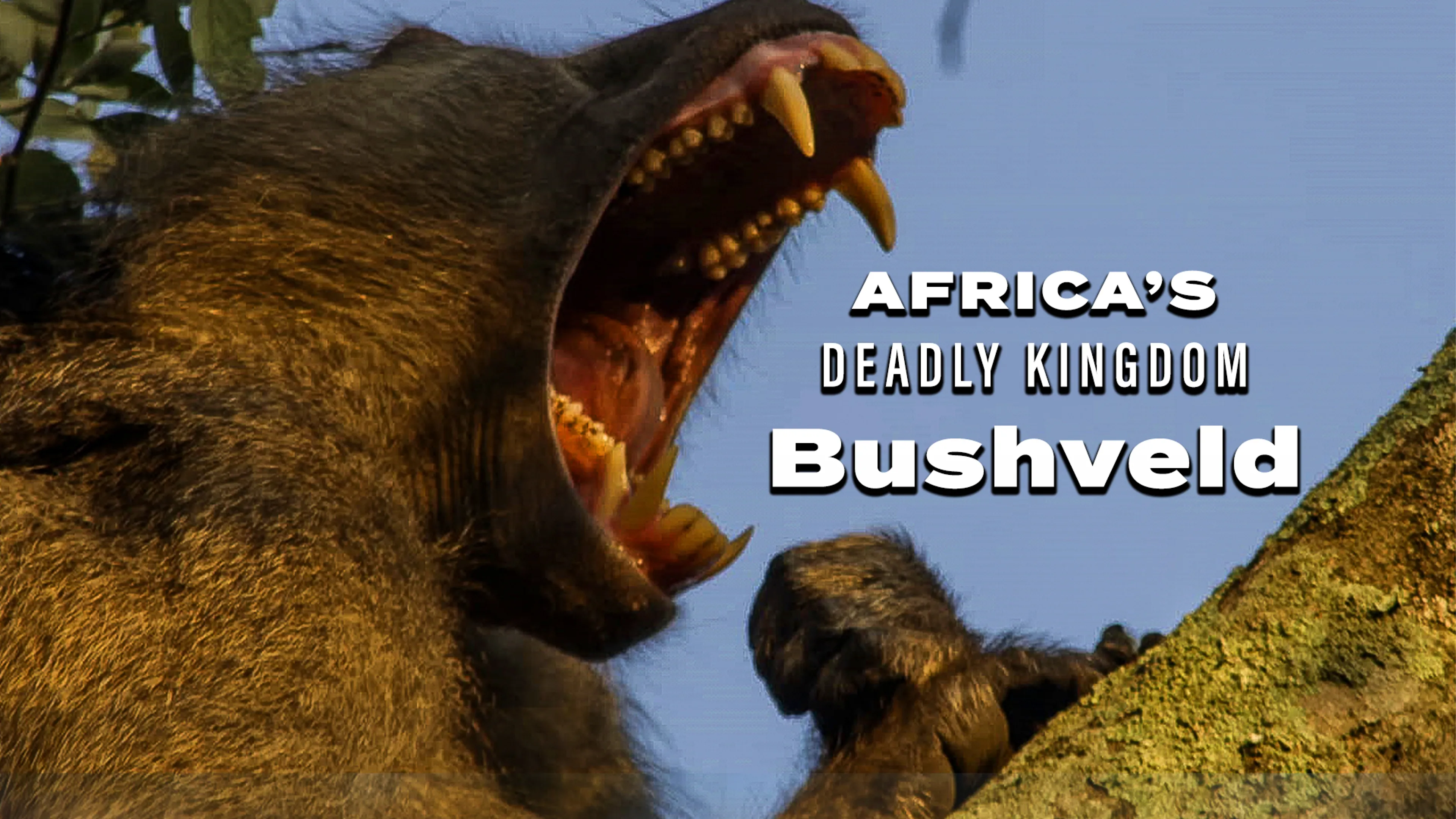 Africa’s Deadly Kingdom: Bushveld poster